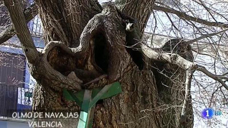 El olmo de Navajas es más que un árbol