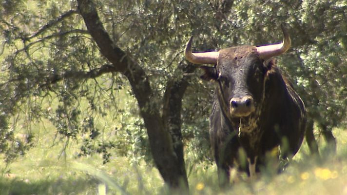 Tendido Cero - 02/03/19