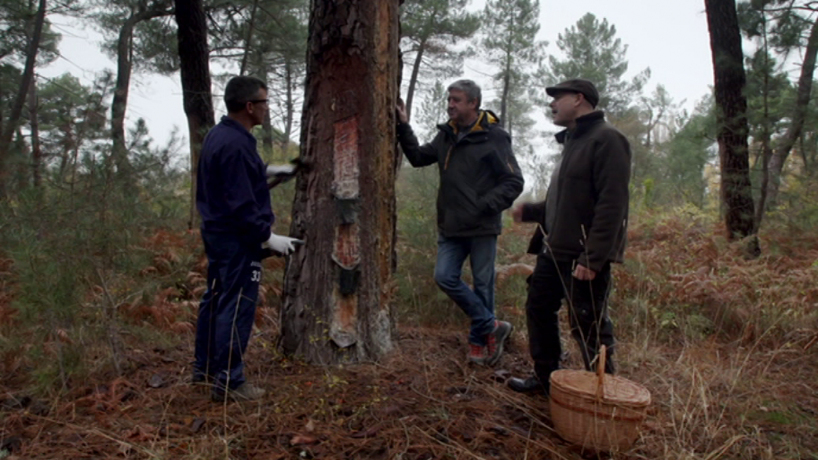 El señor de los bosques: Cuéllar. Segovia | RTVE Play