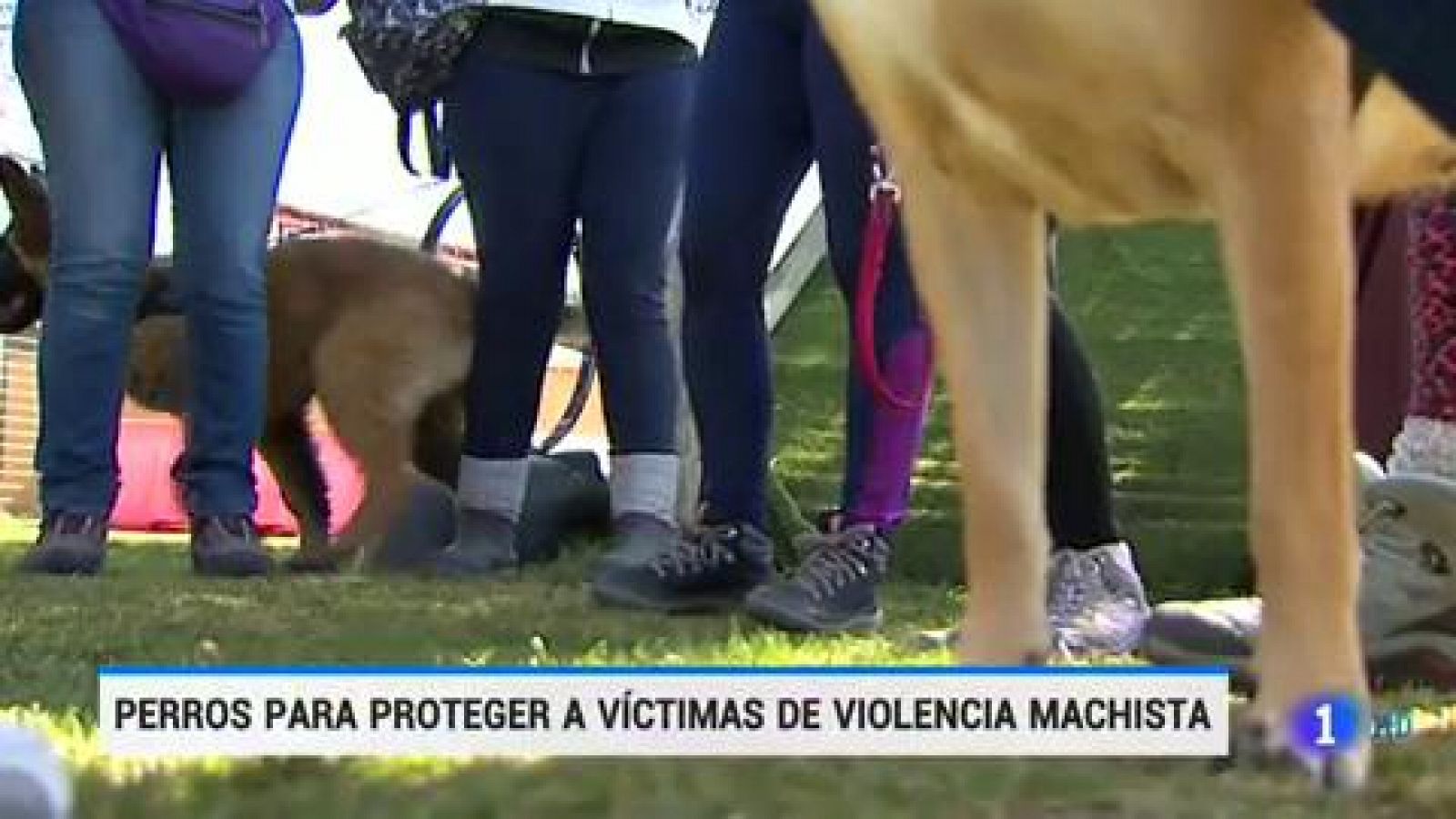 Telediario 1: Perros entrenados para proteger a las víctimas de violencia machista  | RTVE Play