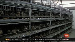 Parlamento - Conoce el Parlamento - Iniciativa ciudadana europea: "No más jaulas" - 02/03/2019