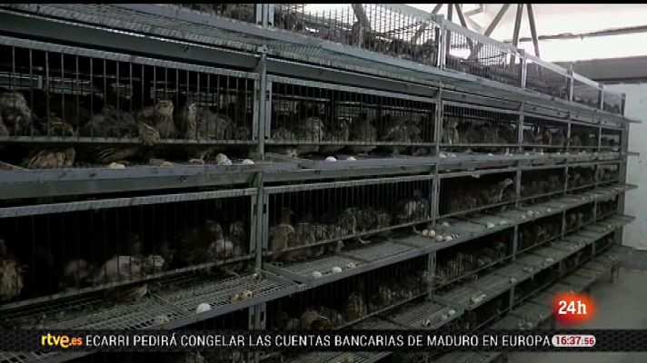 Parlamento - Iniciativa ciudadana europea: "No más jaulas"