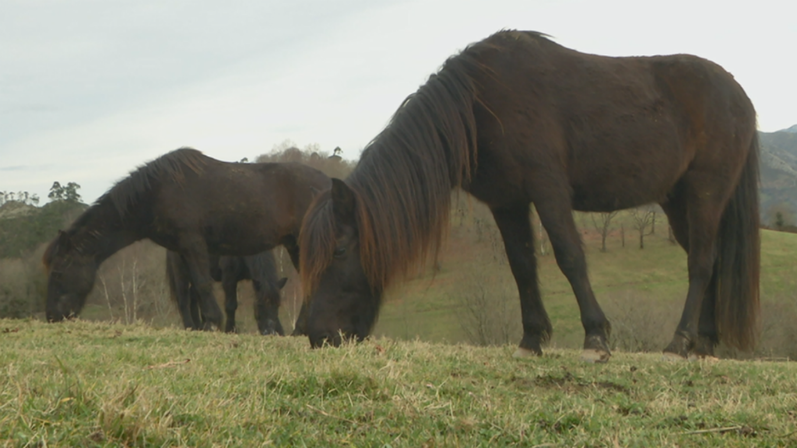 Asturcones, pura nobleza