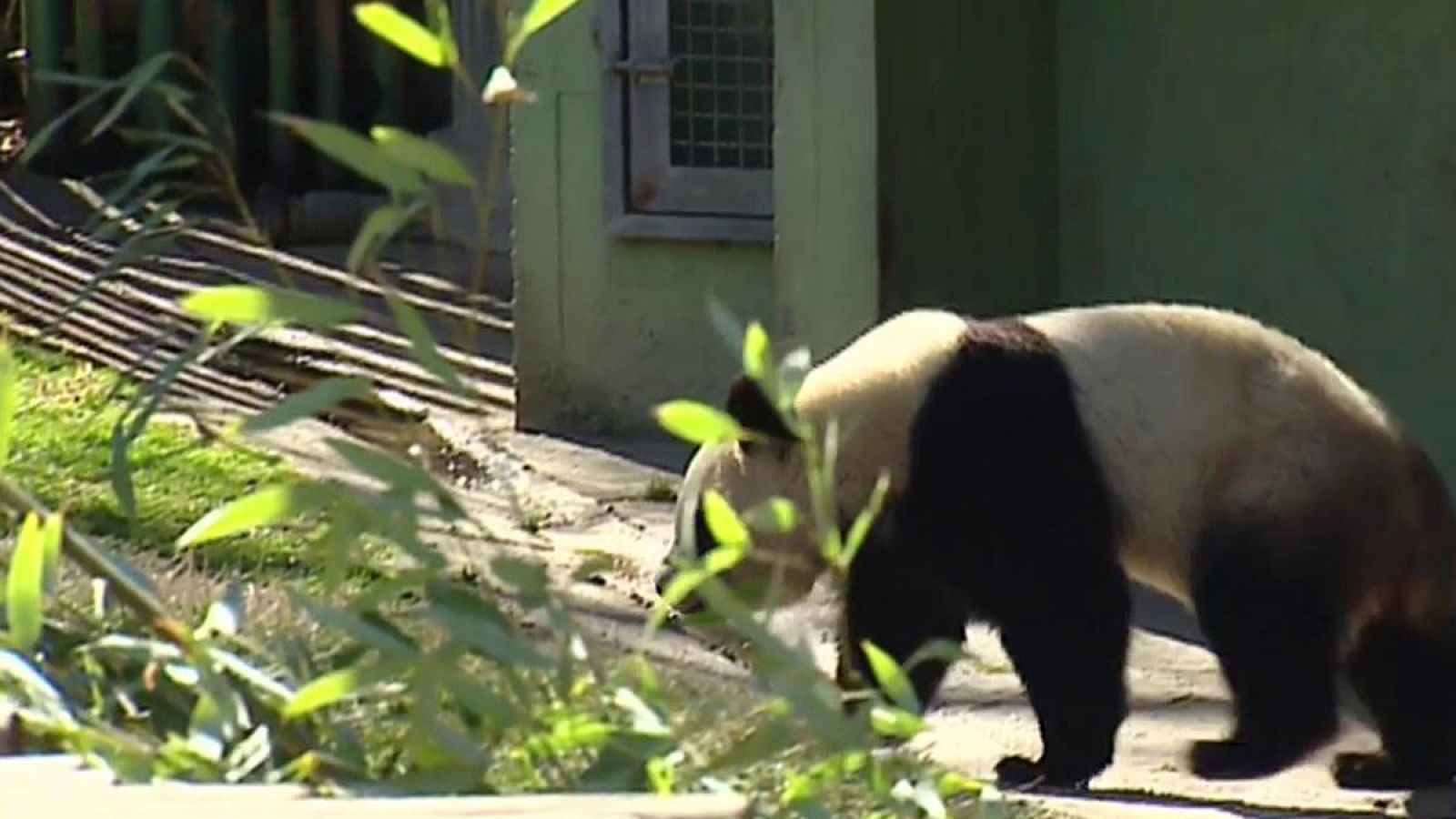 Mujeres adiestradoras de animales salvajes y veterinarias son mayoría en el zoo de Madrid