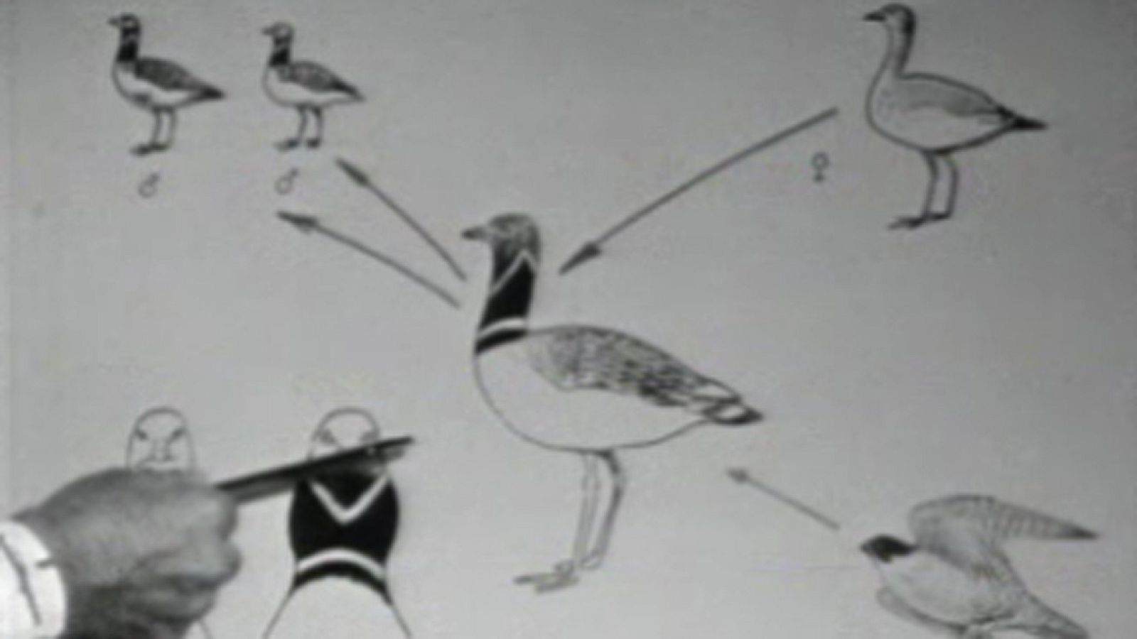 El planeta azul - Su lejana primavera - El planeta azul | Ver