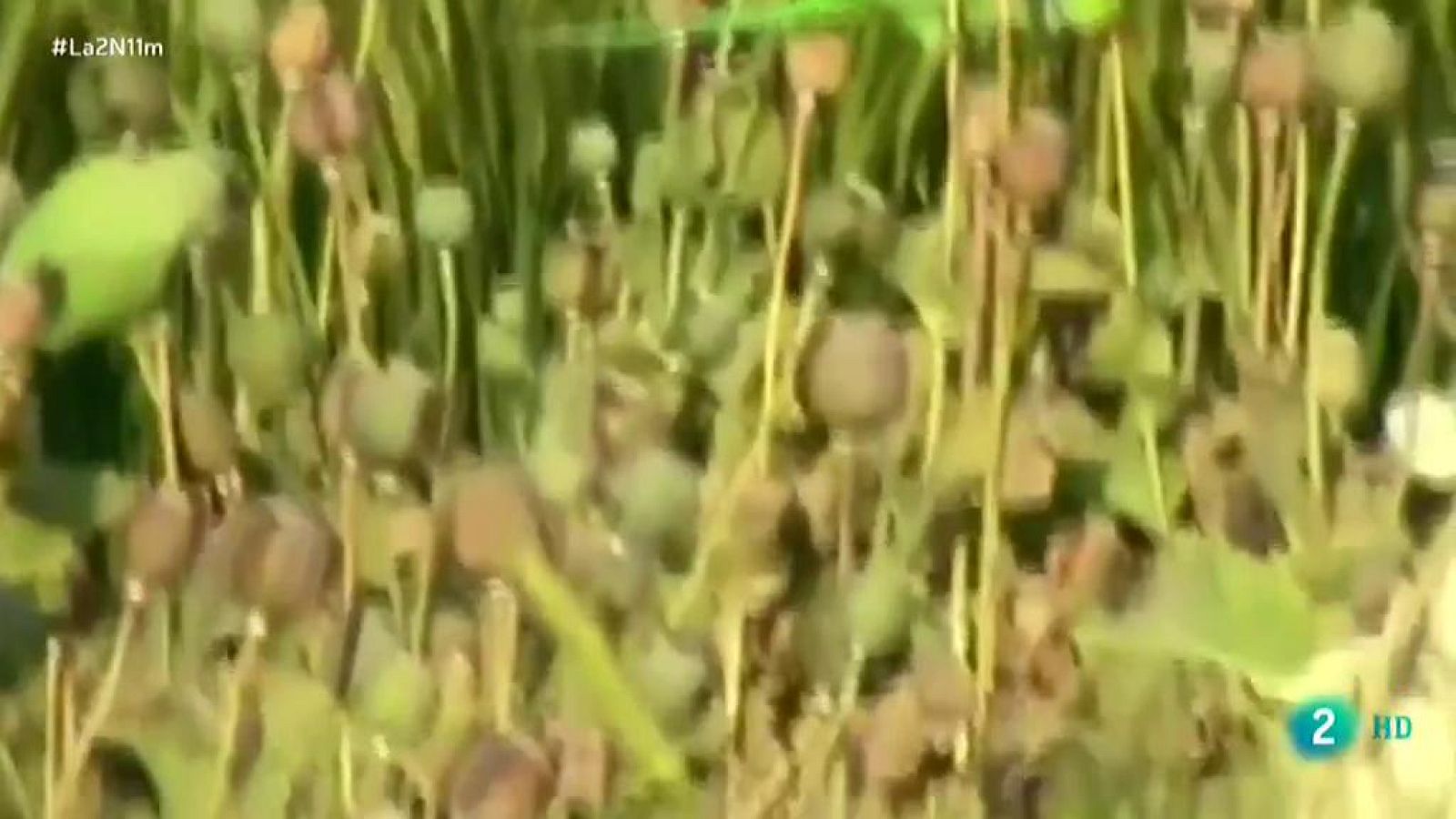 Loros enganchados al Opio en la India