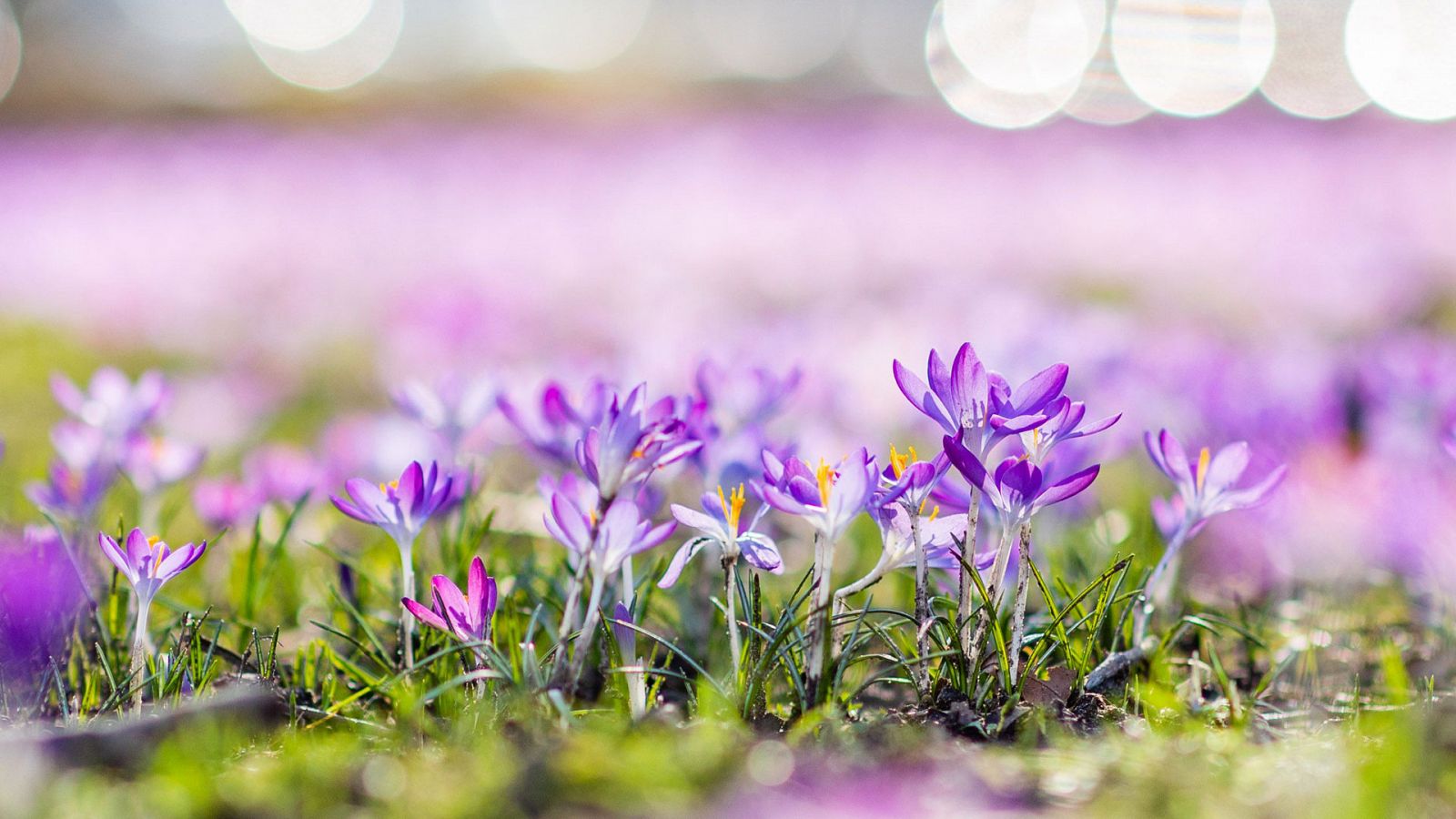 El Tiempo en la Comunidad de Madrid - 12/03/19 - ver ahora