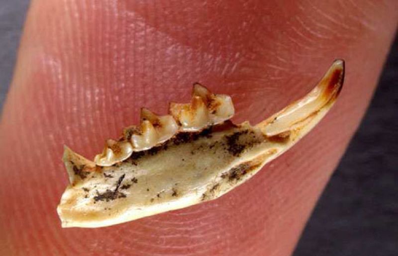 Un equipo de la universidad de Zaragoza ha descubierto los restos de una musaraña gigante de un millón de años en la Sierra de Atapuerca.  