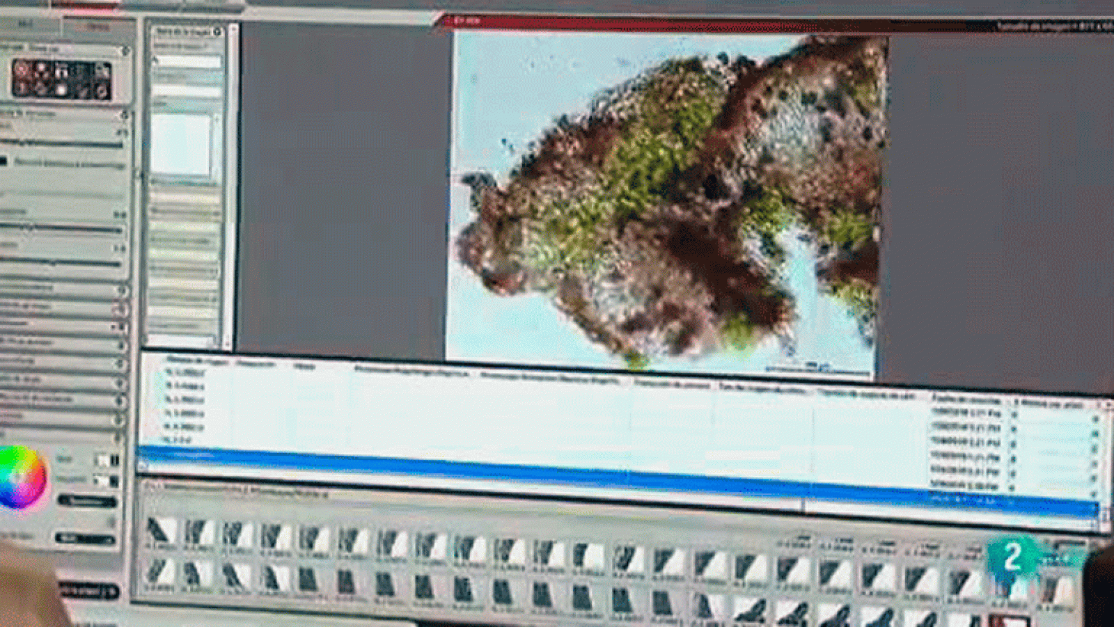 La aventura del saber Biodiversidad  LiquenCity