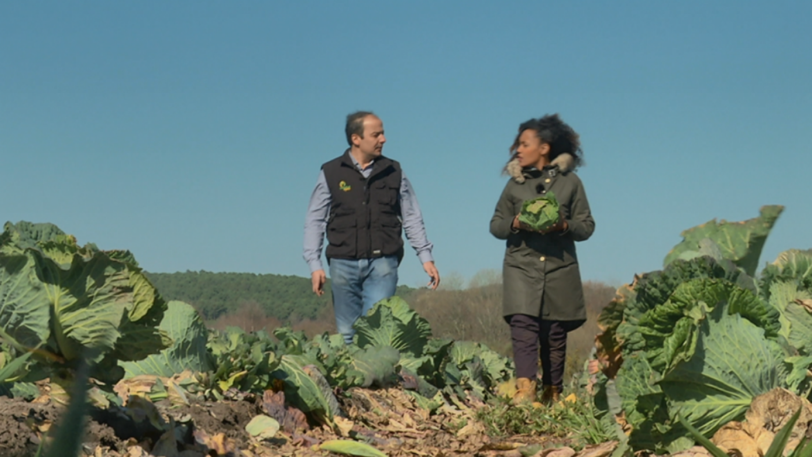 Cómo se cultiva el repollo