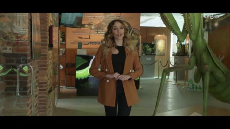 Lo Siguiente - Los insectos est�n en peligro de extinci�n