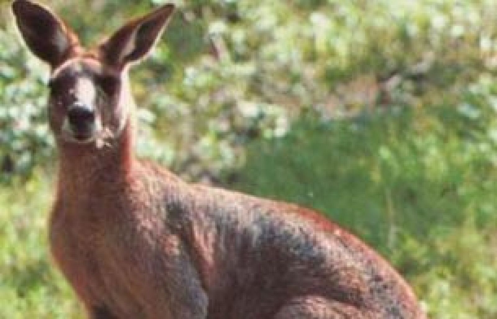 Un surfero australiano salva a un bebé canguro extraviado, a punto de ahogarse en el mar (15/05/2009) 