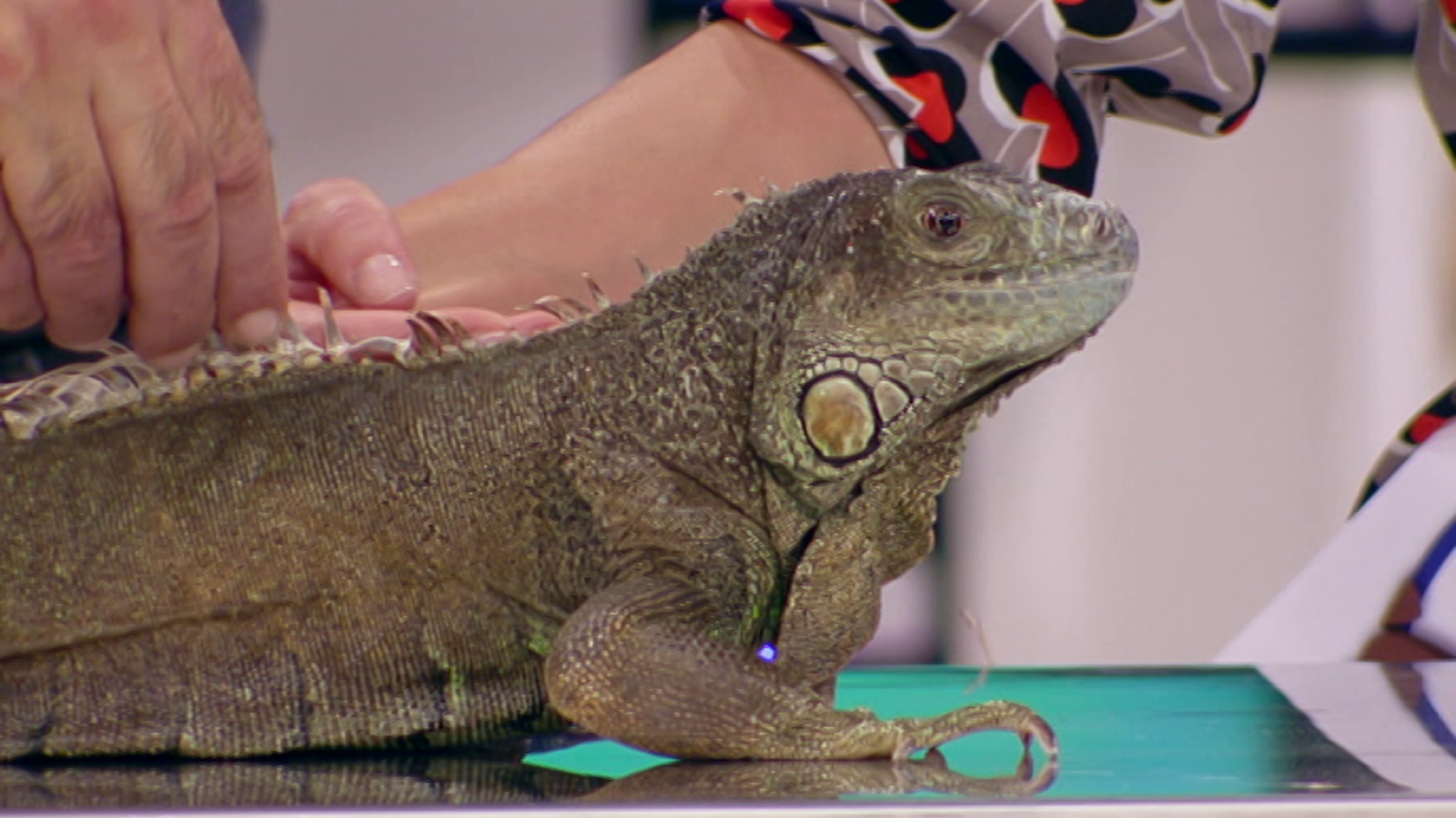 +Cotas - Programa 7 - ver ahora