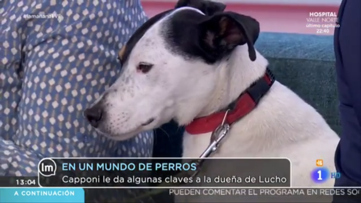 La mañana - La Mañana - En un mundo de perros