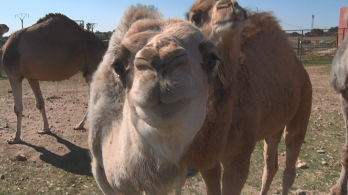 Aquí la Tierra - Pequeñas grandes criaturas