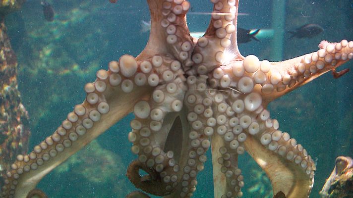 El escarabajo verde - El escarabajo verde - El secreto del pulpo - Avance