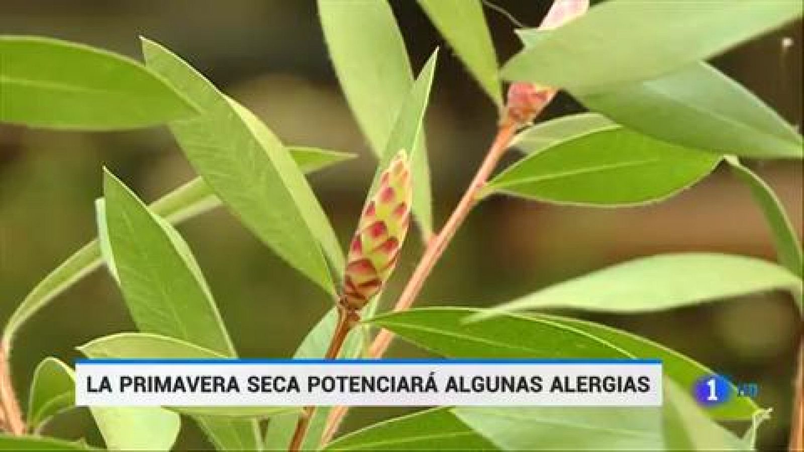 Telediario 1: La primavera seca potenciará algunas alergias | RTVE Play