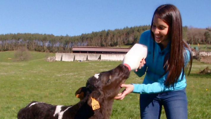 Vacas felices en Cantabria