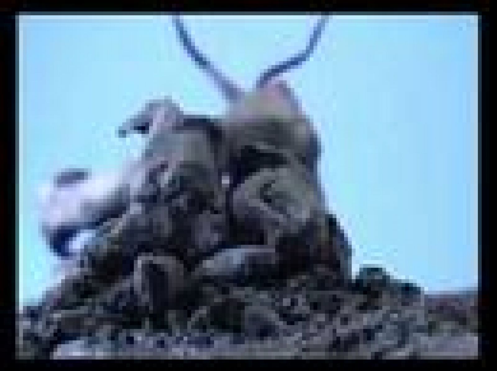 Sin programa: "Identity" | RTVE Play