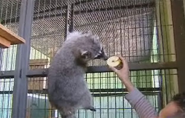 Ciencia y tecnología en Rtve.es - Mascotas exóticas