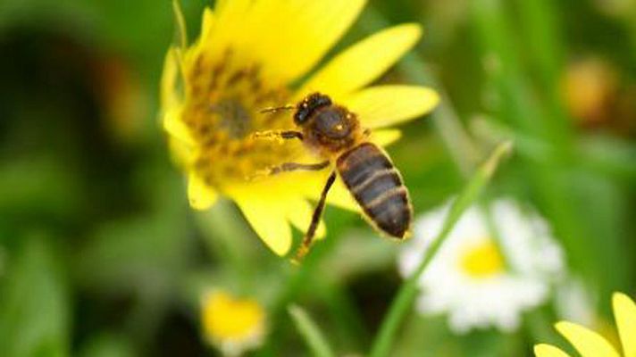 Telediario 1 - Fuenlabrada de los Montes, el pueblo de las abejas
