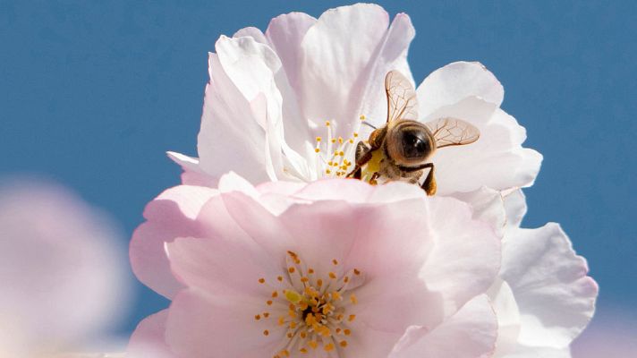 El tiempo - Tiempo estable con temperaturas sin  cambios en la mayor parte de España