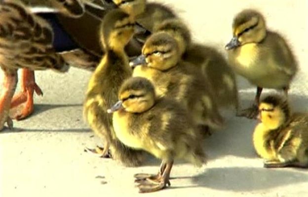 Ciencia y tecnología en Rtve.es - Una pequeña ayuda para mamá pato