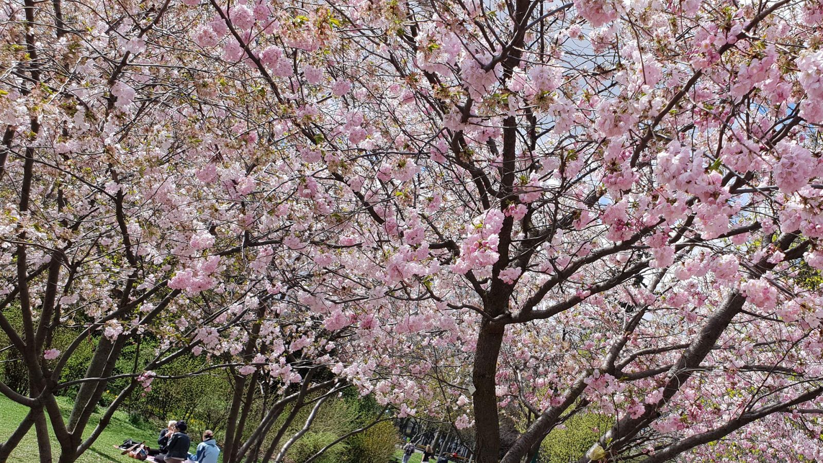 El Tiempo en la Comunidad de Madrid - 25/03/19 - ver ahora