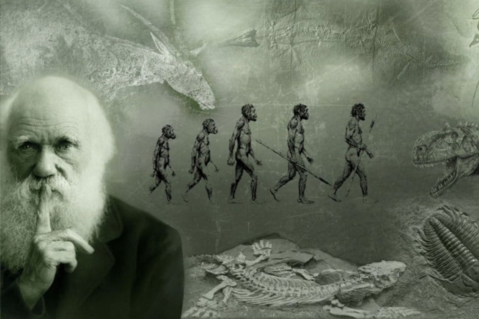 Órbita Laika - Curiosidades científicas - De pájaros a humanos: Charles Darwin.