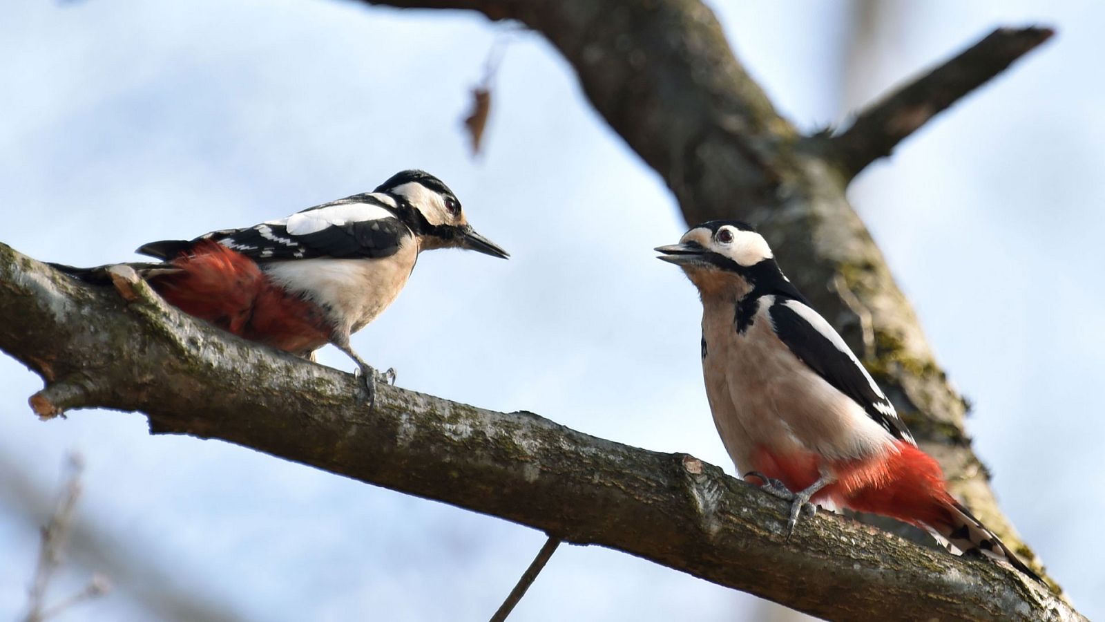 El Tiempo en la Comunidad de Madrid - 26/03/19 - Ver ahora