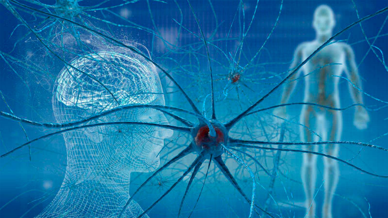 Un equipo de científicos españoles ha demostrado que el cerebro humano sigue generando nuevas neuronas hasta los 90 años en una región especializada: el giro dentado.La creación de nuevas neuronas durante la vida es un proceso muy importante para la