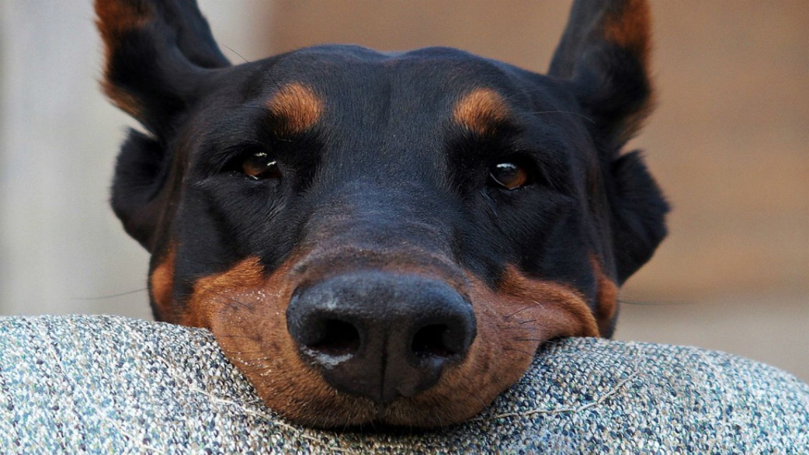 En un Mundo de Perros: El Doberman - La mañana | Ver