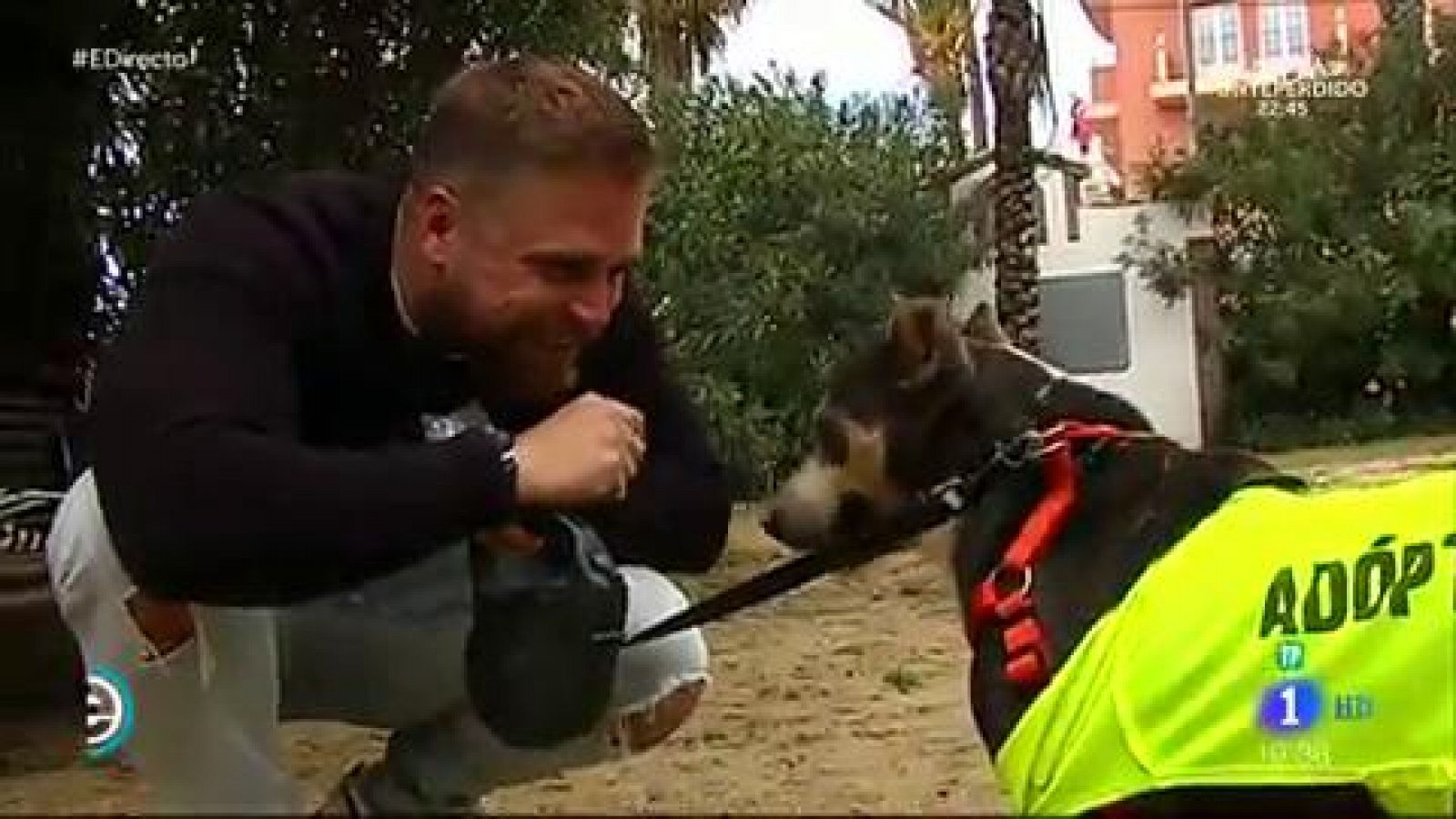 España Directo -  Perros potencialmente peligrosos, los más abandonados