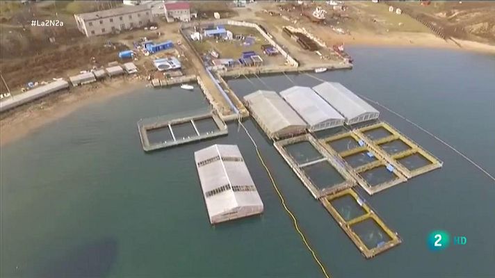 La 2 Noticias - Una 'cárcel' de ballenas en Rusia