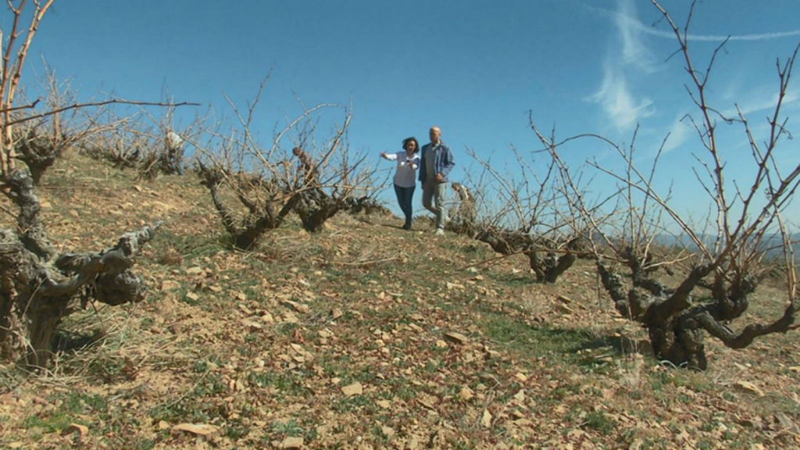 Un vino DOP muy nuevo 