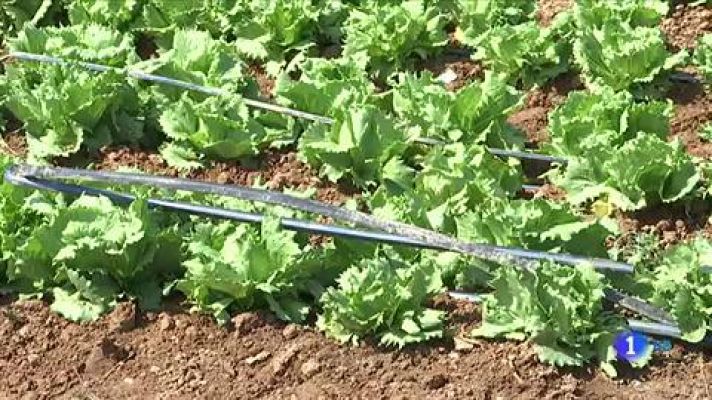 Telediario 1 - Investigan varias desalobradoras ilegales en el Mar Menor