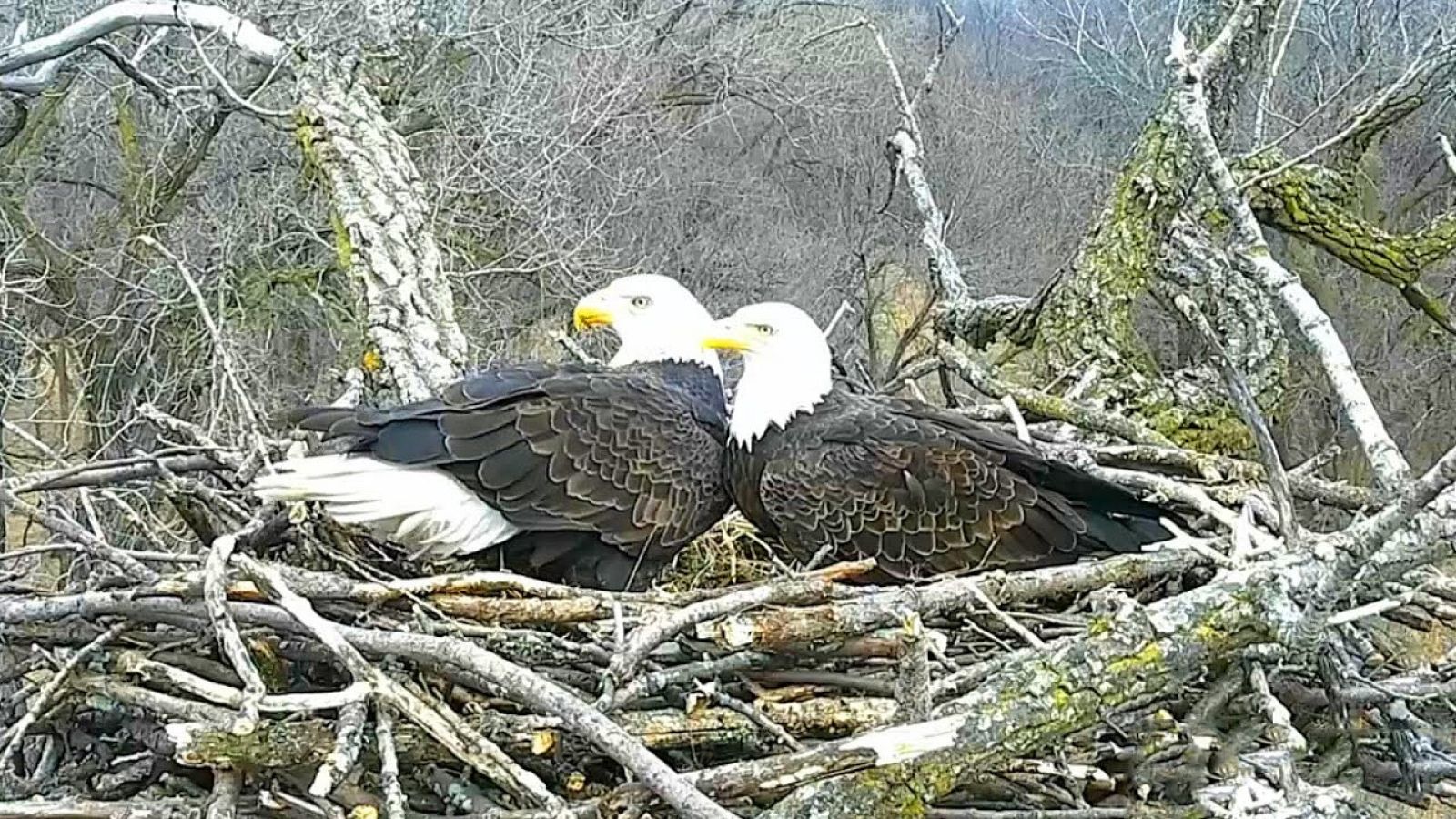 Miles de personas en Estados Unidos están enganchadas a la historia de amor de dos águilas calvas. Son Justice y Liberty. Llevan 14 años juntos sin apenas separarse y una web permite ver su día a día.