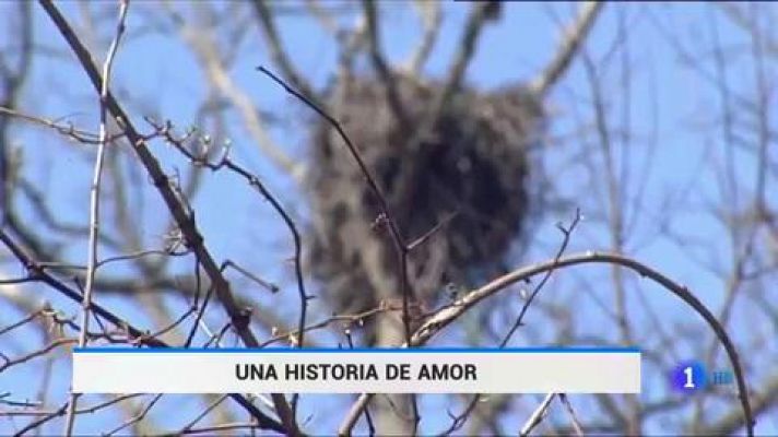 Telediario 1 - Justice y Liberty, una historia de amor