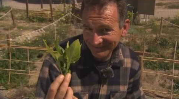 Aquí la Tierra - Espinacas en maceta