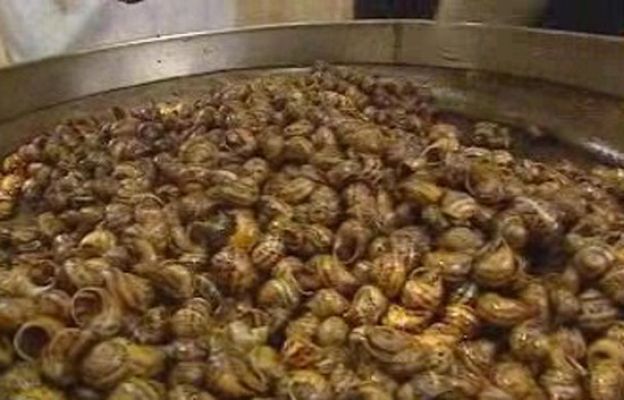 España Directo - Cocina toneladas de caracoles