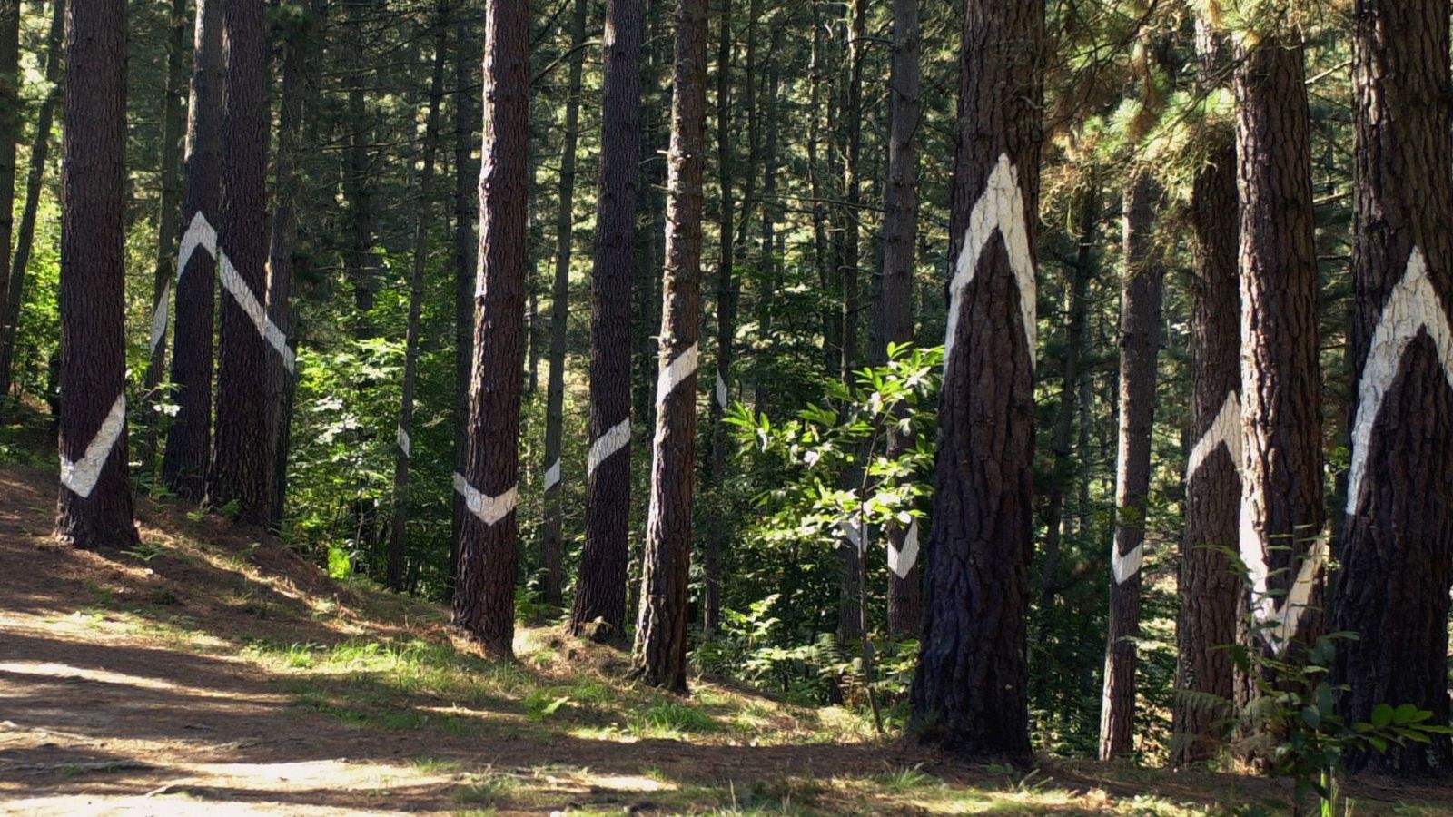 El Bosque de Oma pintado por Agustín Ibarrola se cierra al público por un hongo