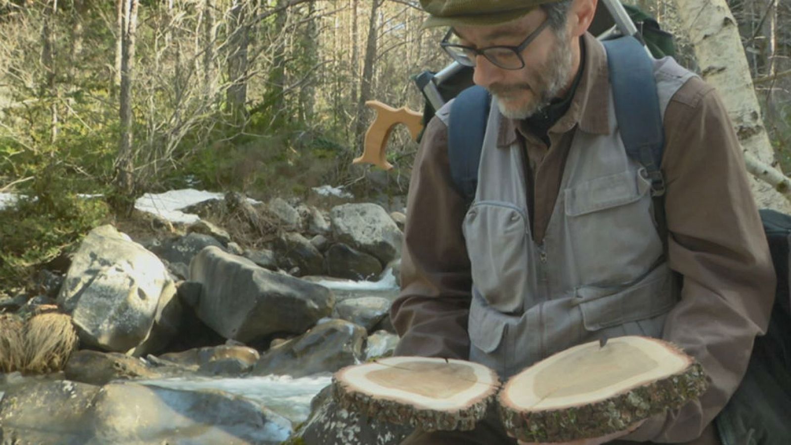 Cómo saber la edad de un árbol