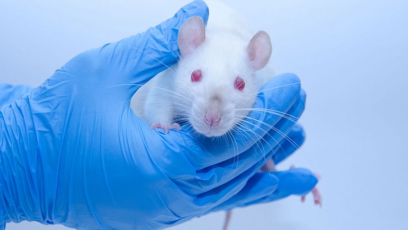 El equipo de Barbacid logra eliminar un tumor de páncreas en ratones