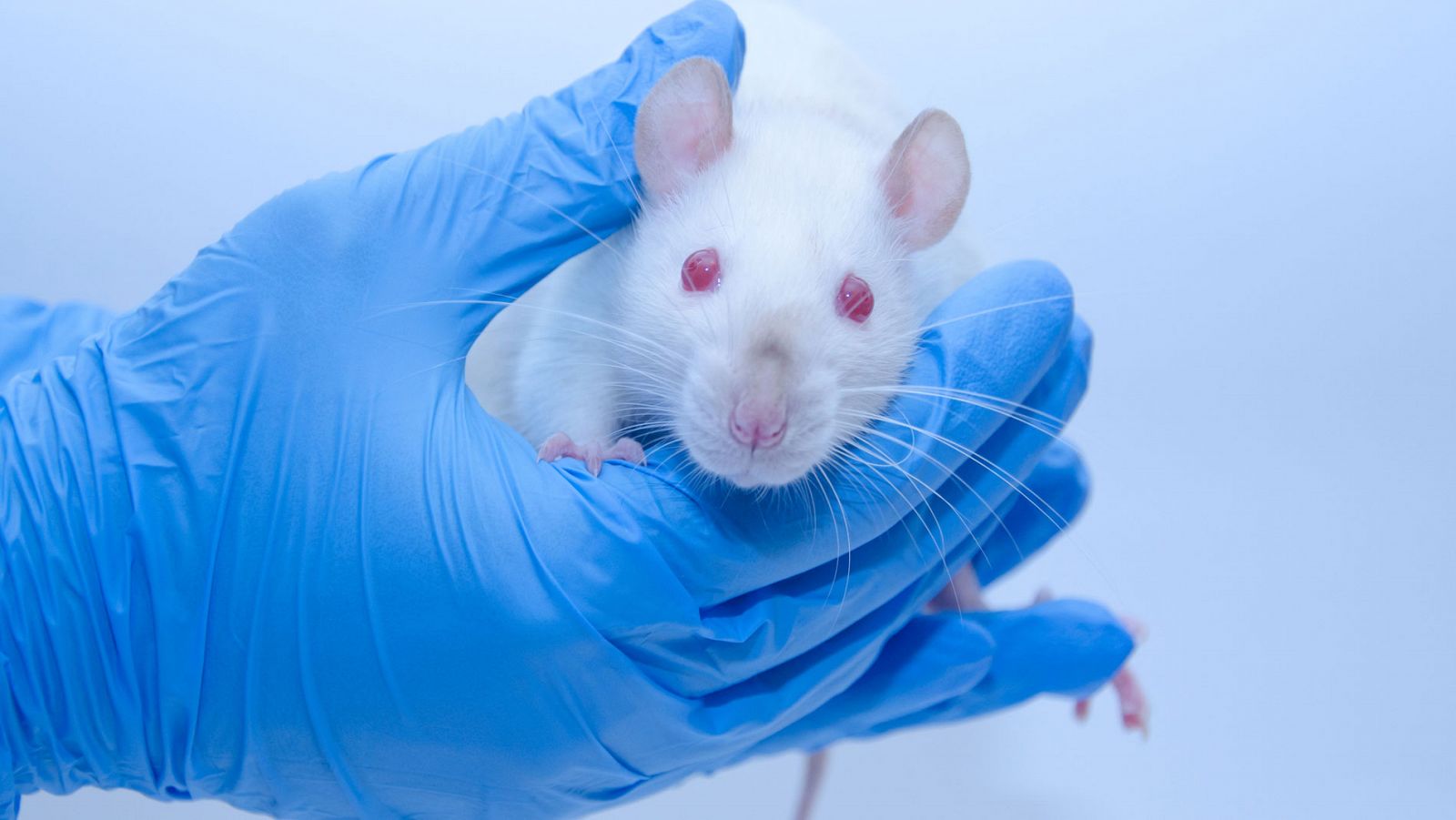 El equipo de Barbacid logra eliminar un tumor de páncreas en ratones