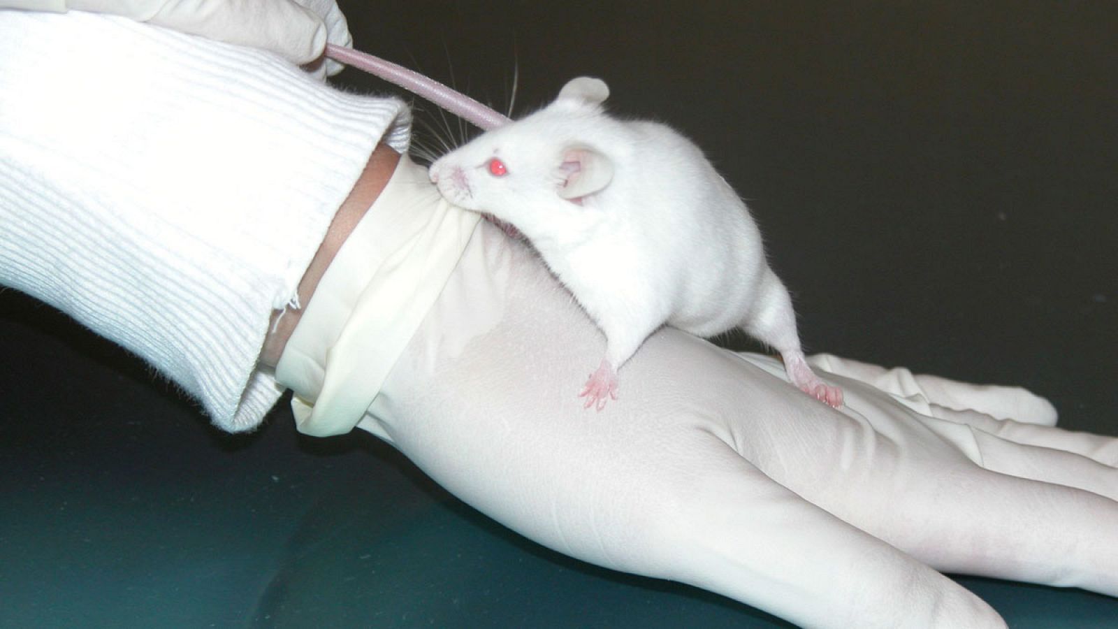 Logran que desaparezca en ratones el cáncer de páncreas