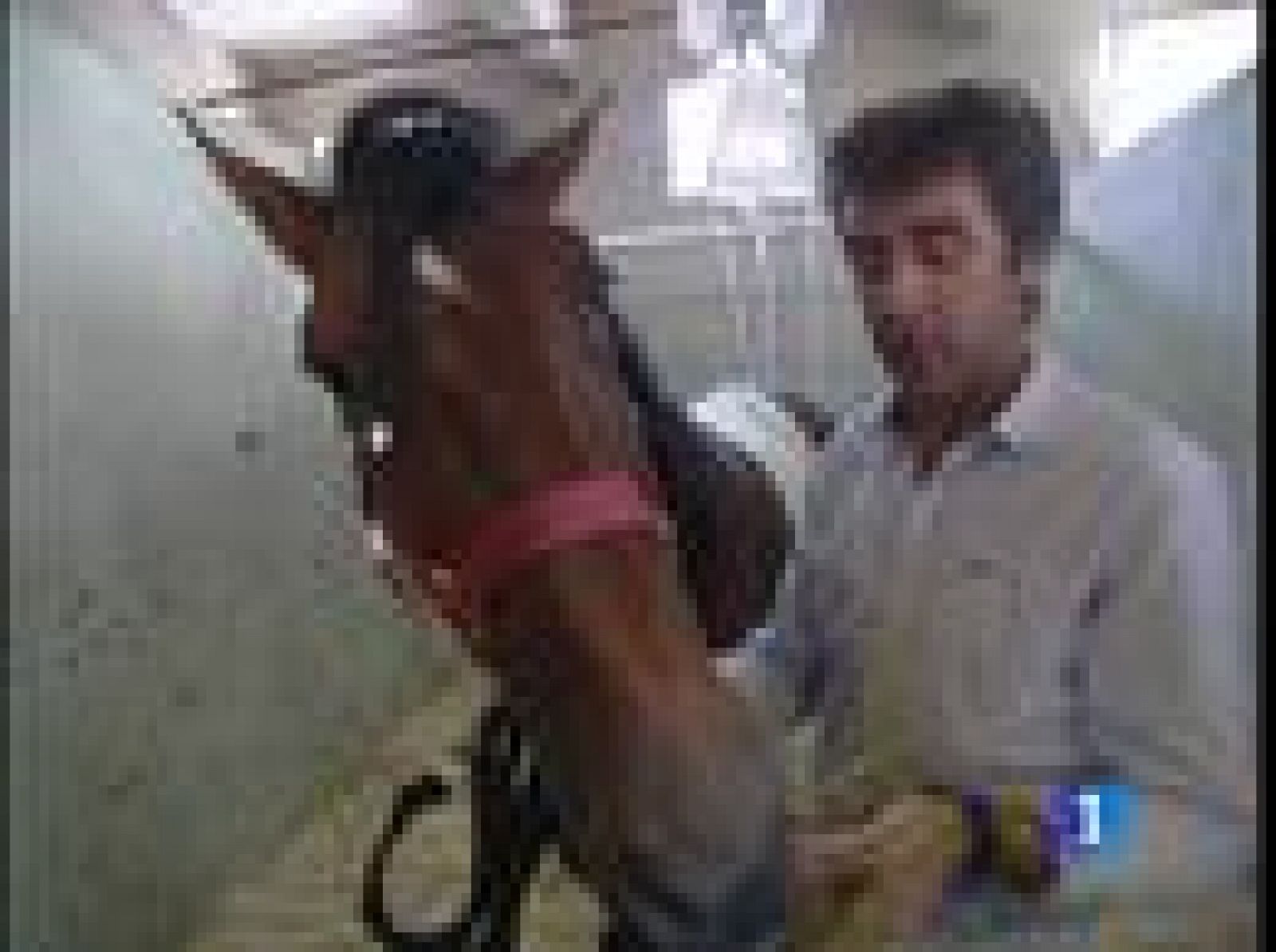 Pata Negra, un caballo que, sin quererlo, se ha convertido en uno de los protagonistas de la feria de San isidro | Ver