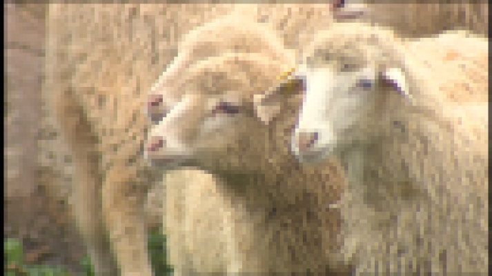 Telecanarias - Telecanarias 2 - 09/04/2019