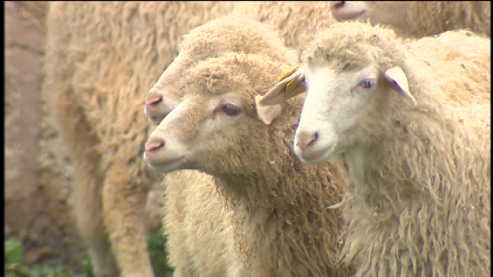 Telecanarias - Telecanarias 2 - 09/04/2019