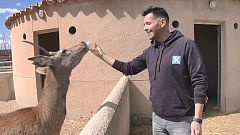 Aquí la tierra - "Mascotizar" animales salvajes, gran error