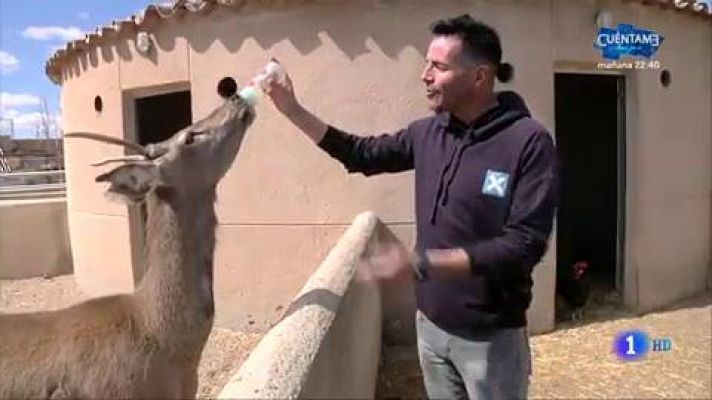 "Mascotizar" animales salvajes, gran error